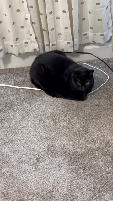 Cute Precious Piper Helps People - My Adopted Shelter Cat Vlog #shorts