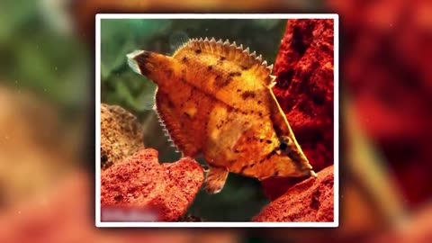 15 Unique Animals of the Amazon Rainforest | Incredible Wildlife Exploration