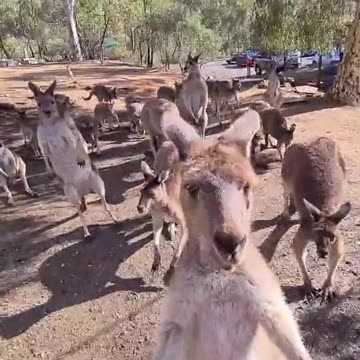 Kangaroo diaries only in Australia 🇦🇺