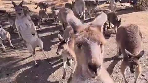 Kangaroo diaries only in Australia π¦πΊ