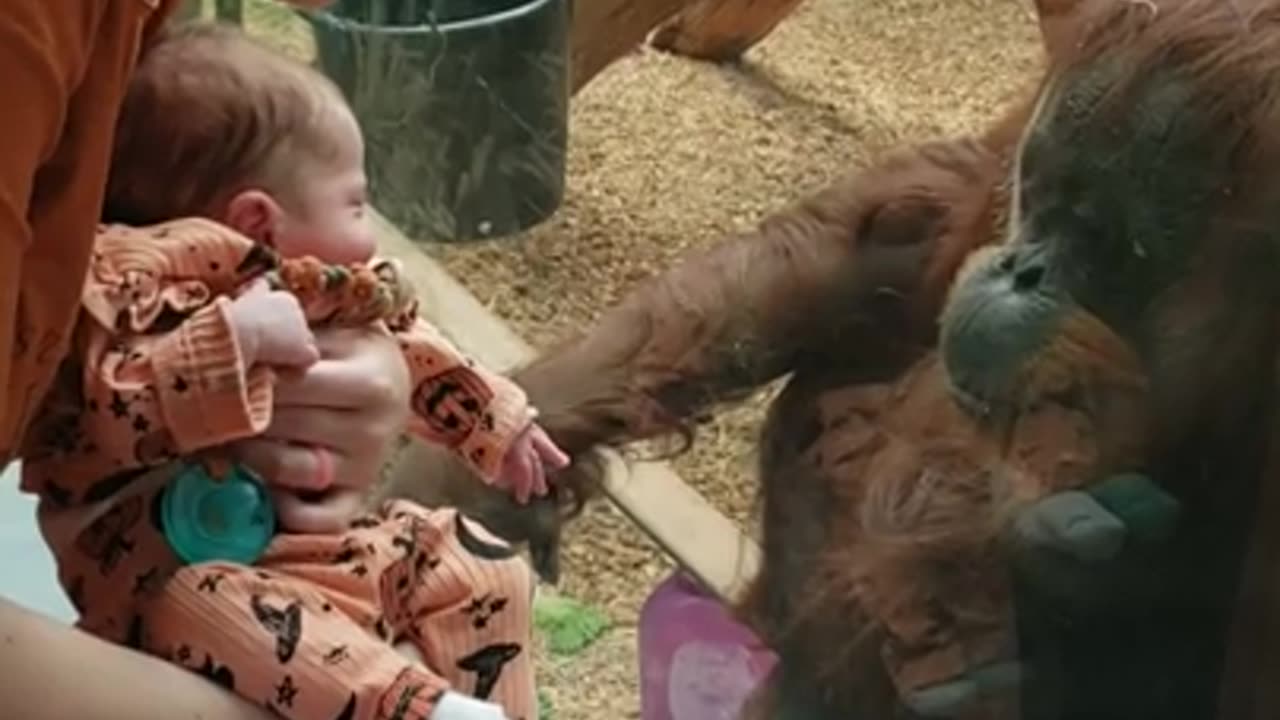 wonderful funny video