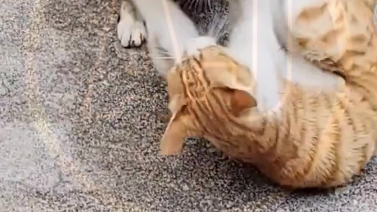 Funny video