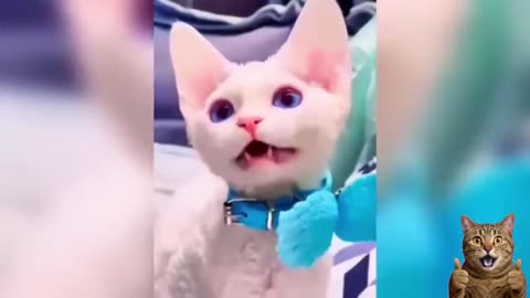 Adorable Cats 2025 😻 | Cute & Funny Kitten Compilation