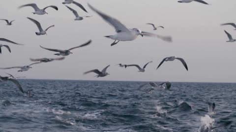 seagull flying over ocean