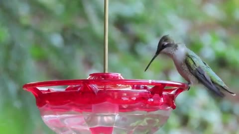 Hummingbird at saucer type feeder