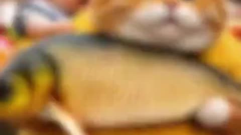 Orange cat _aicat _funny _pet(1080P_HD)(720P_HD)