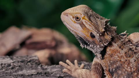 Chamaeleon