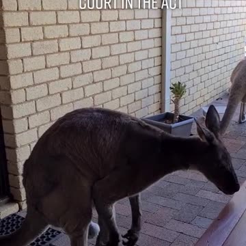 Kangaroo diaries only in Australia 🇦🇺