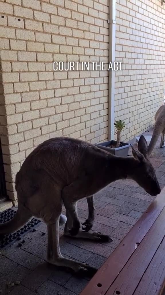 Kangaroo diaries only in Australia 🇦🇺