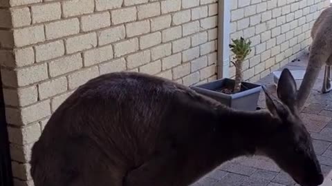 Kangaroo diaries only in Australia 🇦🇺