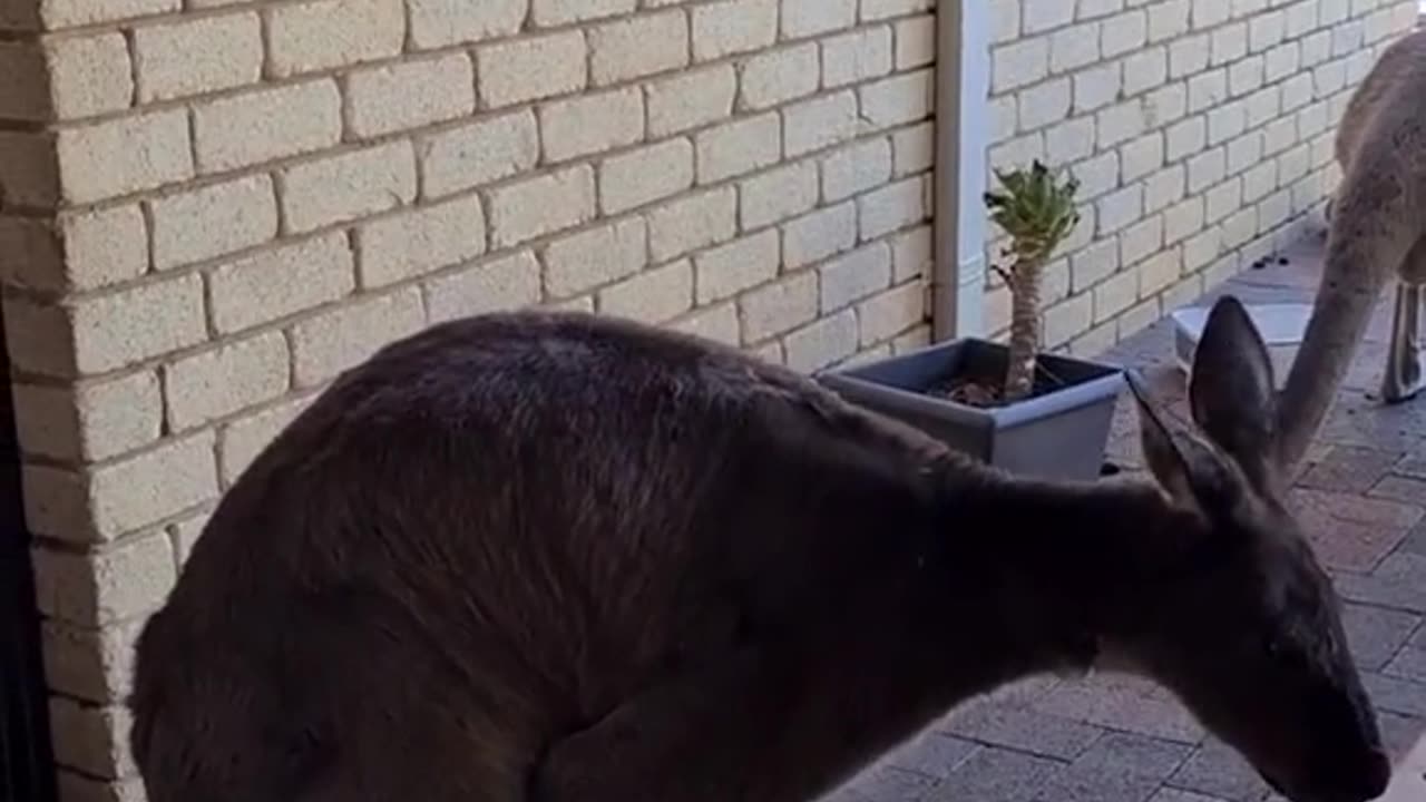 Kangaroo diaries only in Australia 🇦🇺