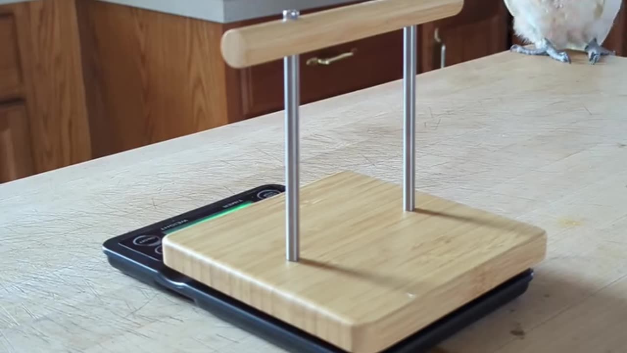 Desensitizing Your Parrot To A New Item