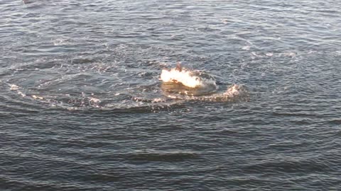 Dolphins playing or fishing not sure