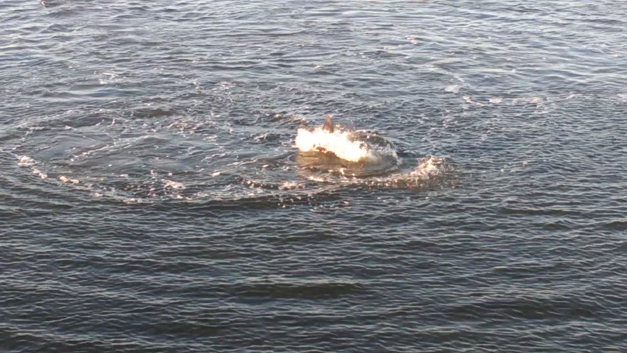 Dolphins playing or fishing not sure