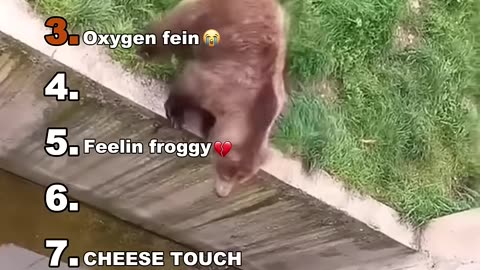 Funny animals