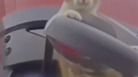 Hang on Kitty!!!!