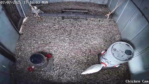 Millar Time Chicken Cam