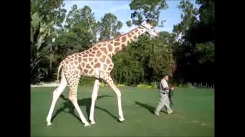 Walking The Giraffe (reupload)
