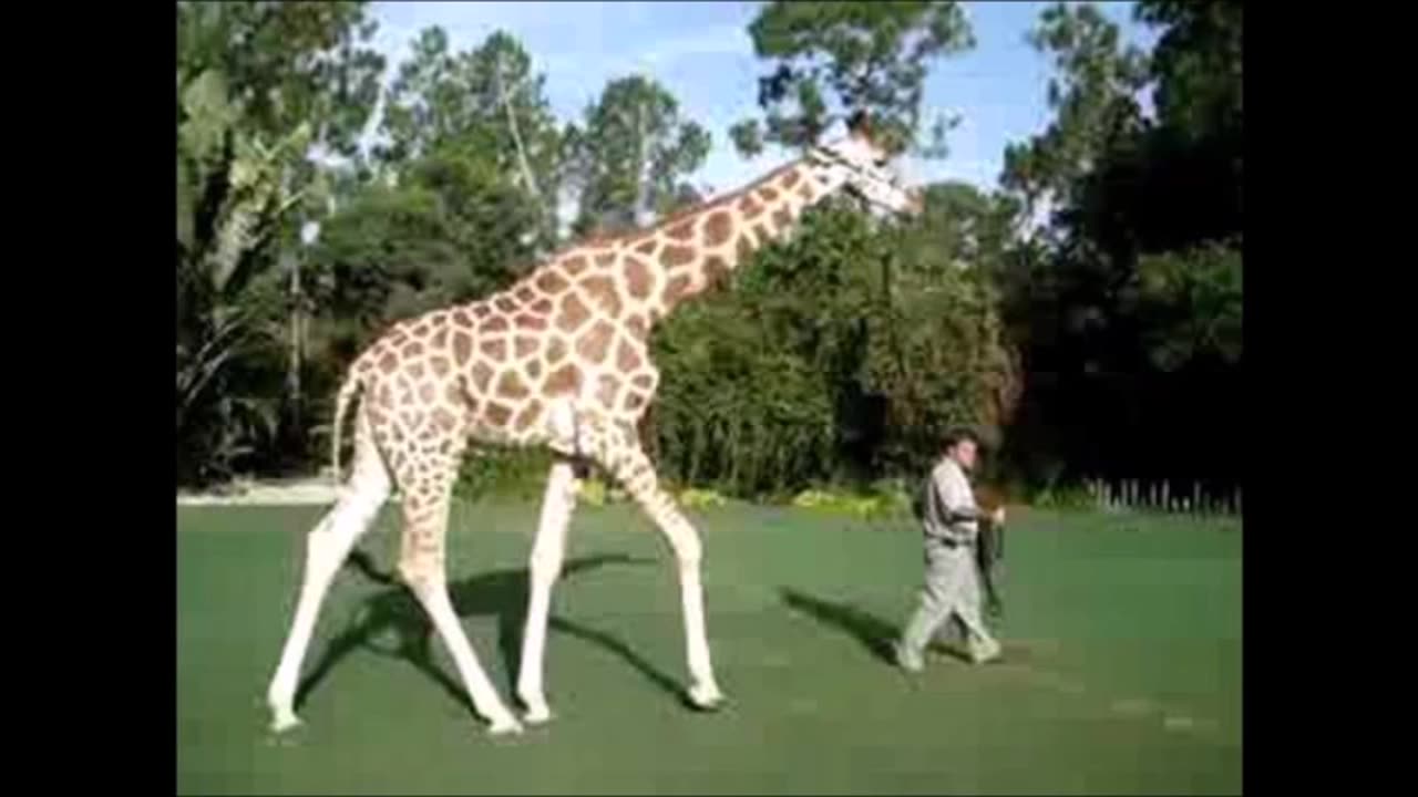 Walking The Giraffe (reupload)