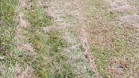 Pheasant release 2
