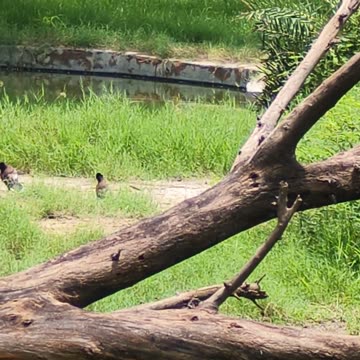 A marvel of engineering and efficiency. #JCBBackhoe #ConstructionPower