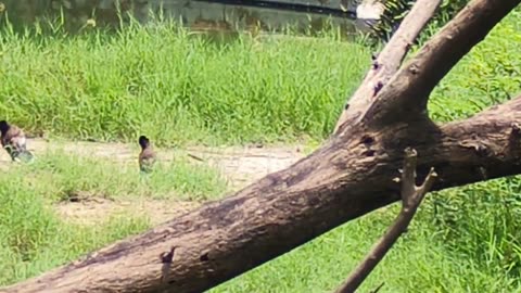 A marvel of engineering and efficiency. #JCBBackhoe #ConstructionPower