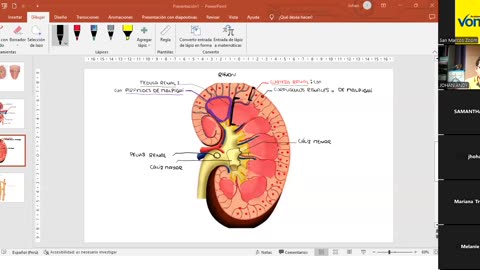 VONEX SEMIANUAL 2025 | Semana 13 | Anatomía