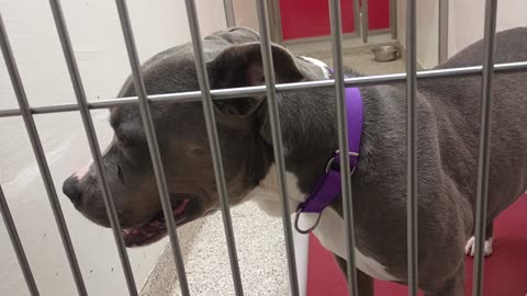 Jerome 2y A855182 kennel 133 PACC shelter I took big risk by placin gloved hand by teeth20250713294