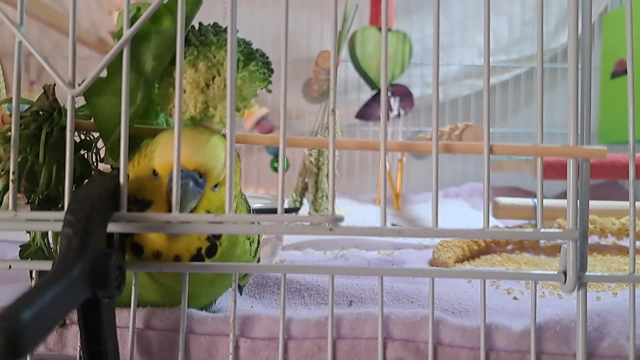 Gurgeh at Play Pt 2