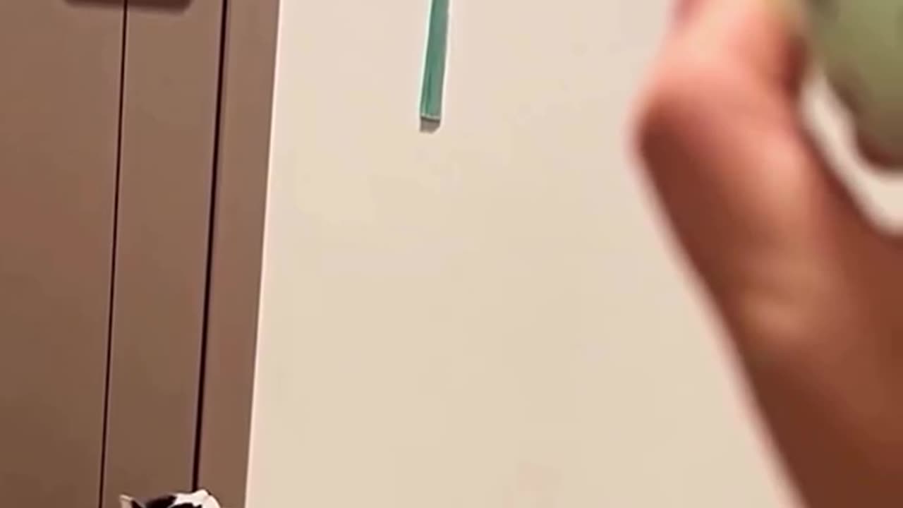 He Used A Laser To Make His Cat Turn Off The Lights! 🤯