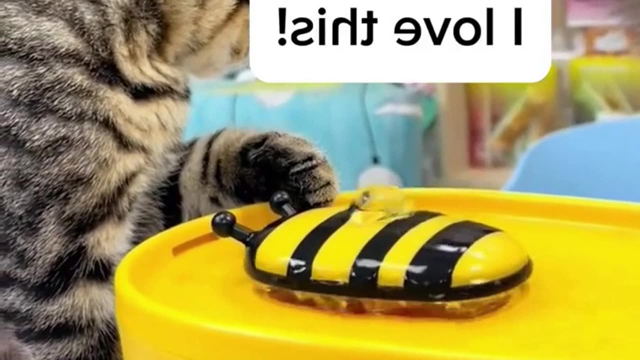 Automatic Water Fountain For Cats Dogs