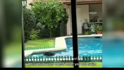 More funny things animals do.
