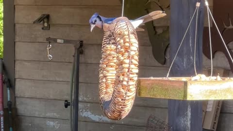 Blue Jay