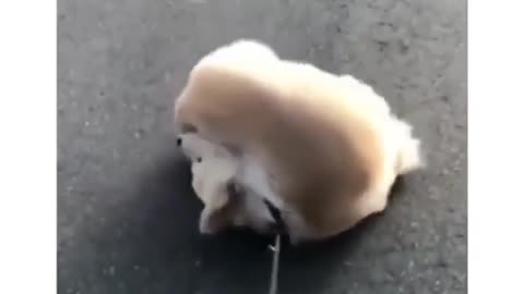 🎉🐶 Dog Finally Catches His Tail! | FunFM