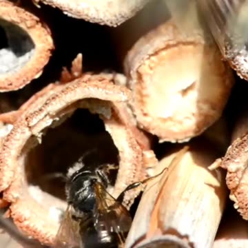 This Building Material Does Something Wild for Bees #construction #sustainability
