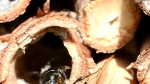 This Building Material Does Something Wild for Bees #construction #sustainability