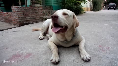 Playful Puppy Tails