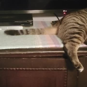 Morpheous whipping his tail