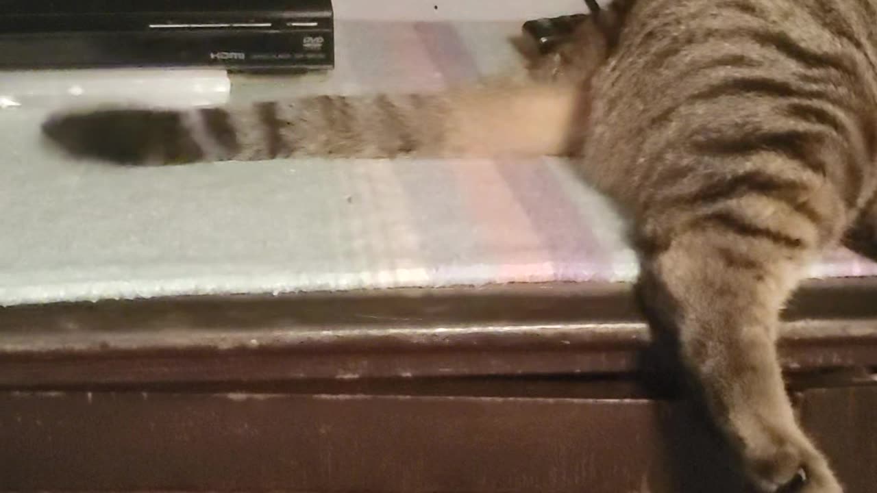 Morpheous whipping his tail