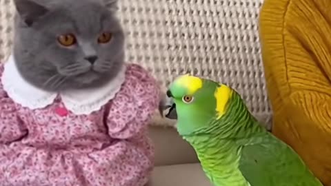 Mad the bird 3 You're going to lose it in the end 🦜🚓😂