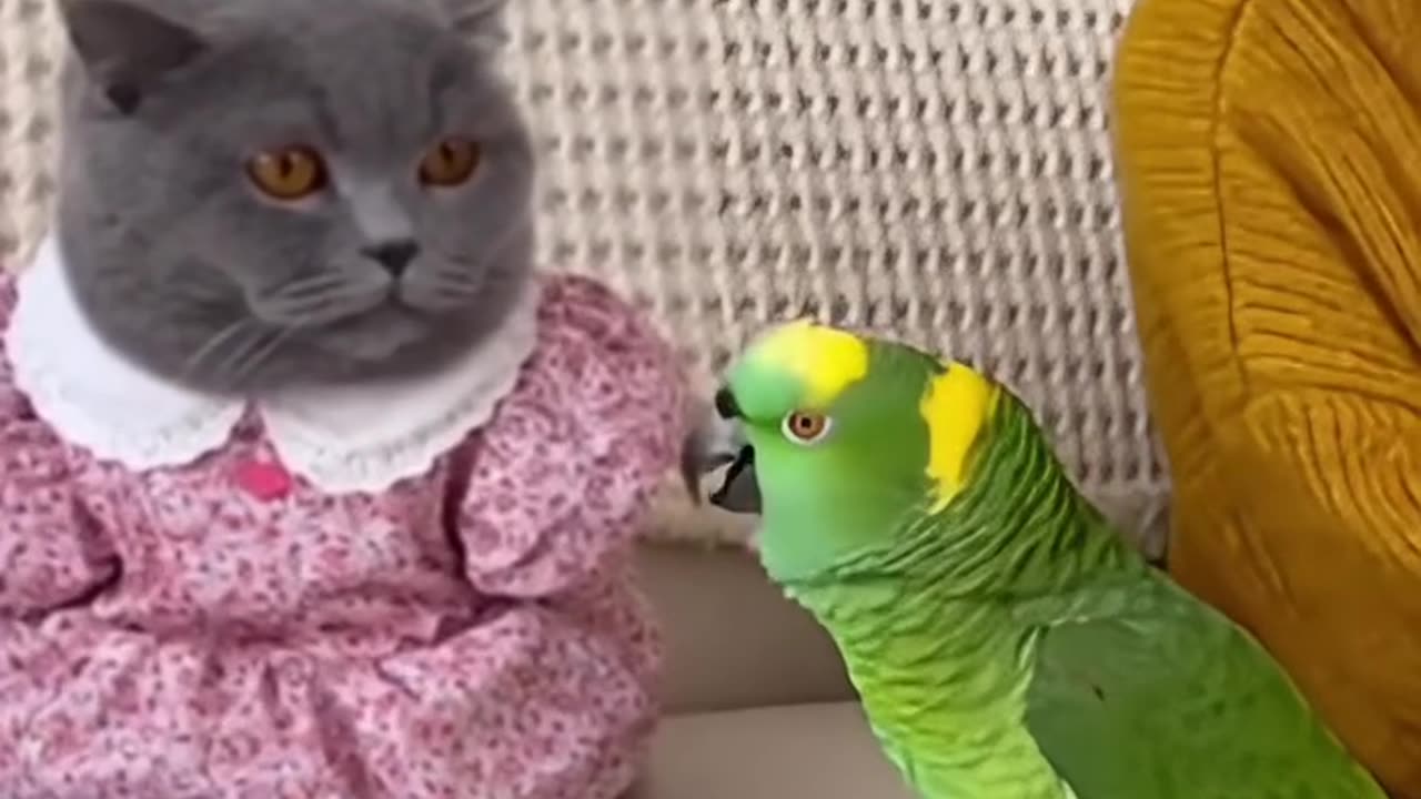 Mad the bird 3 You're going to lose it in the end 🦜🚓😂