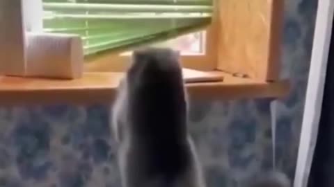 Funny Animal Videos Compilation Cute And Funny Pets Video #shorts