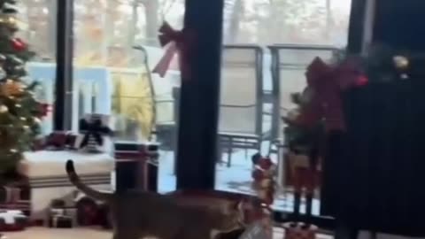 funny cat