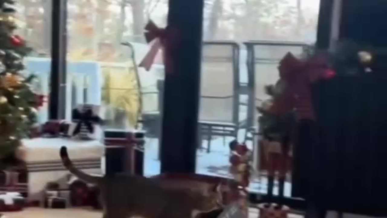 funny cat