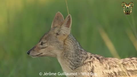 Jackals Take Down a Thomson's Gazelle in Masai Mara! 🐺💥