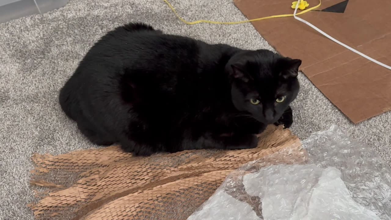 Cute Precious Piper is Ready to Help Out in the Office - My Adopted Shelter Cat Vlog