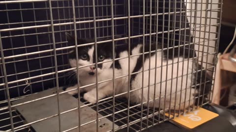 The 3rd kitten, ready for transport for the next process