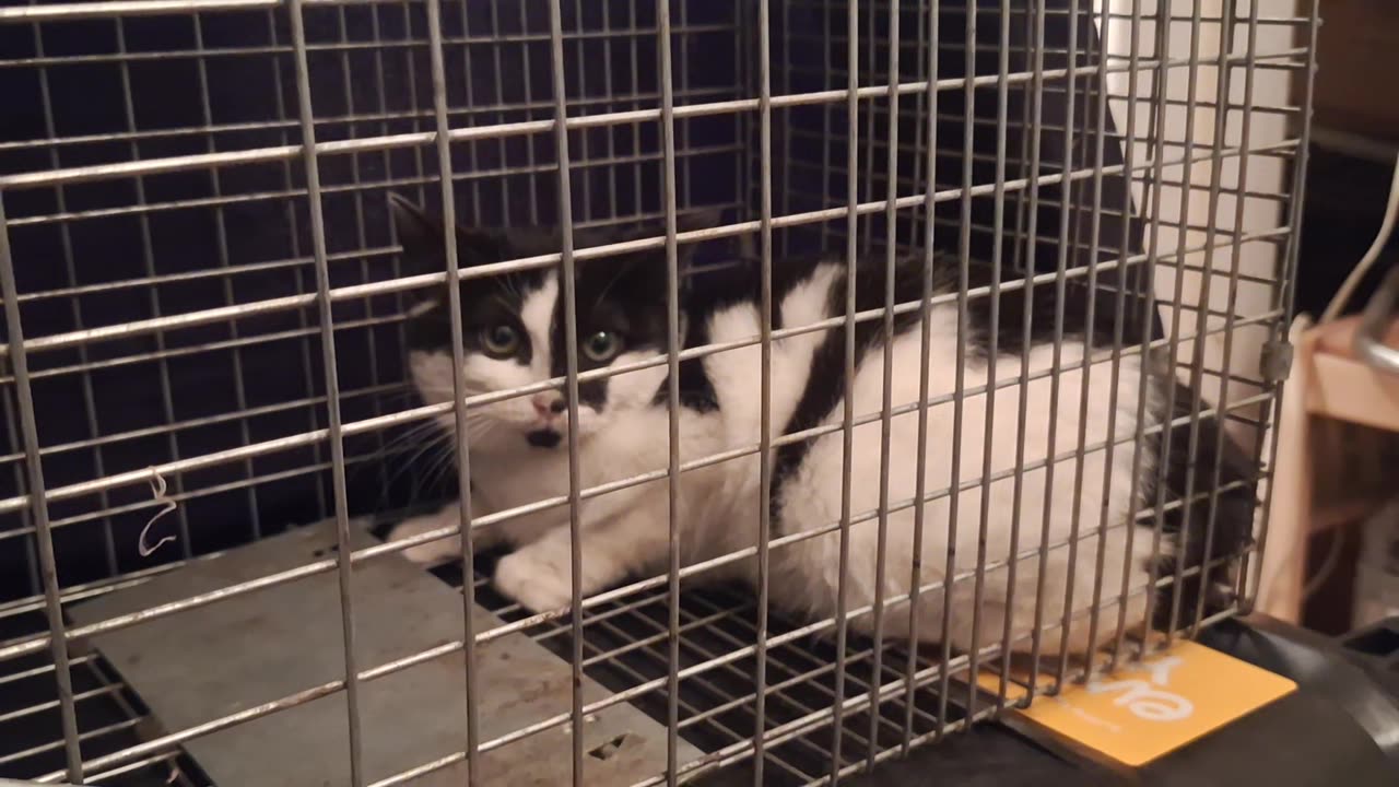 The 3rd kitten, ready for transport for the next process