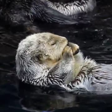 Otterly Adorable 🦦💕 | Sounds of Nature