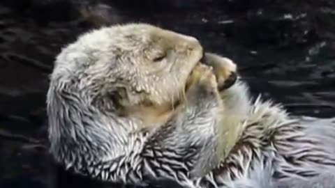 Otterly Adorable 🦦💕 | Sounds of Nature